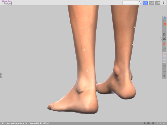 Master Tungs Acupoint Anatomy