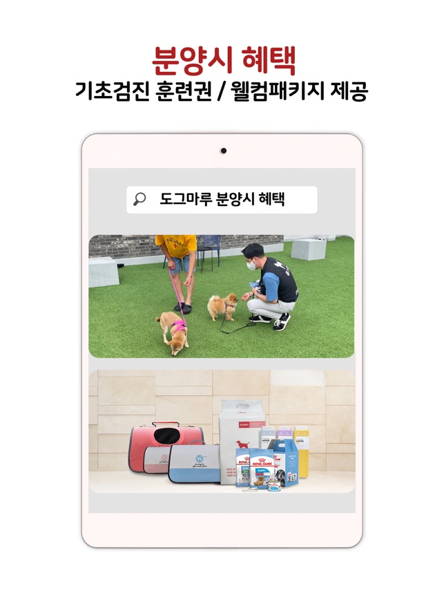 도그마루 - 강아지분양 고양이분양 반려동물앱 Im App Store