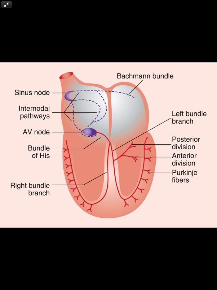 Pharmacotherapy Principles 6-E