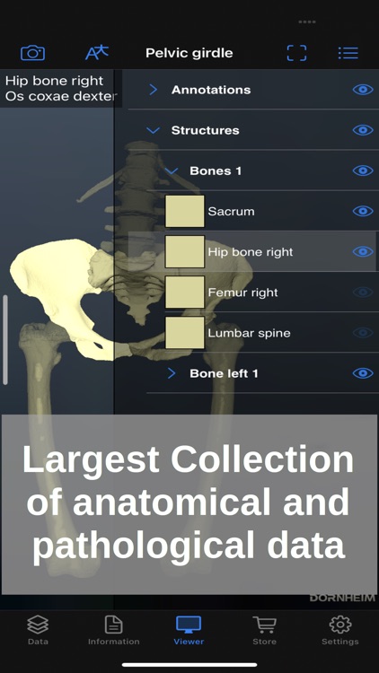 Dornheim Real Anatomy