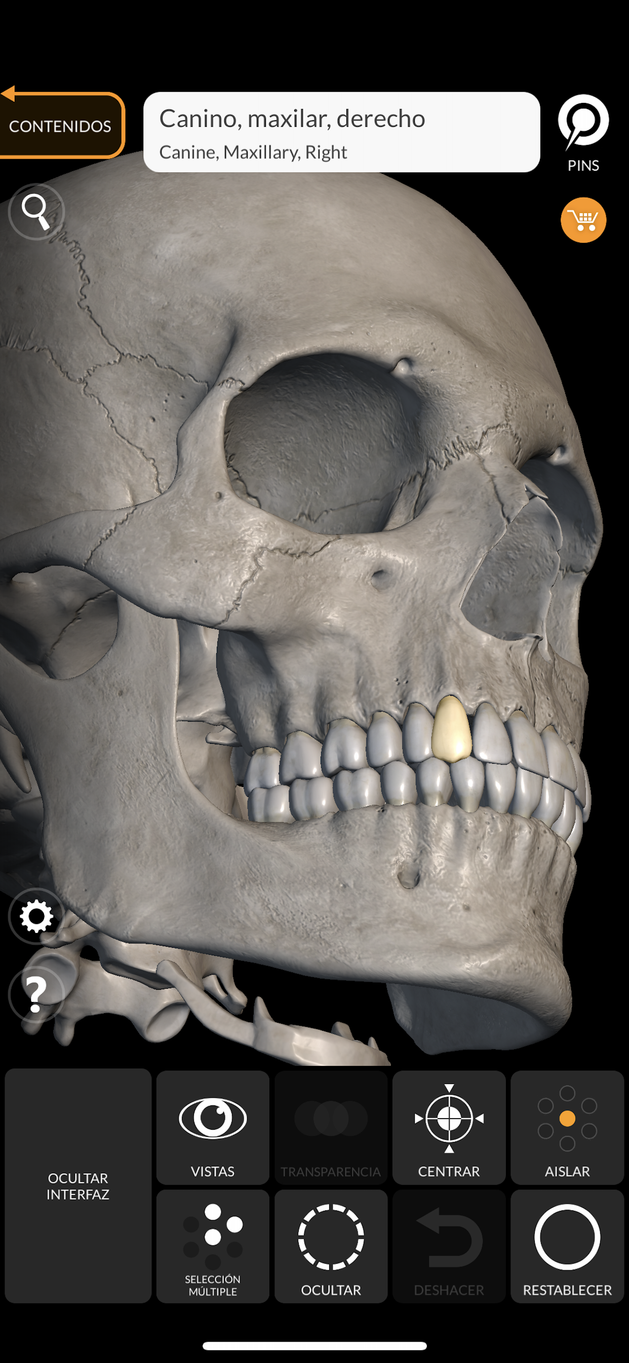 Esqueleto Anatomía 3D