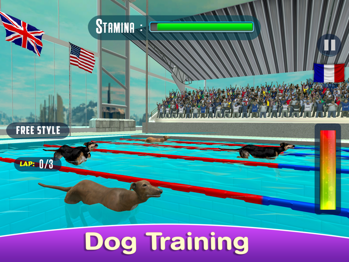 Dog Swimming Race