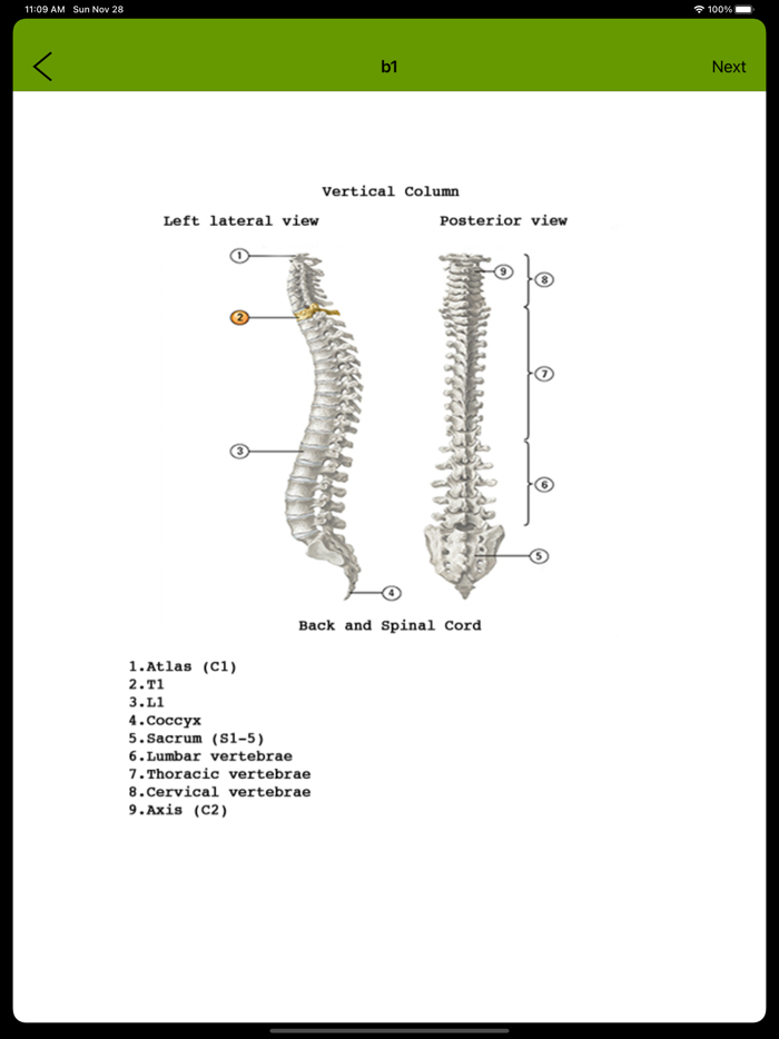 Human Anatomy Flash Cards
