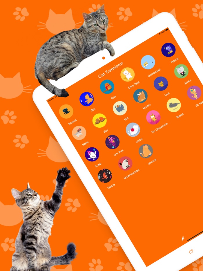 Catify Cat Translator