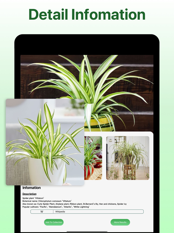 What Kind Of Plant Is This