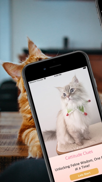 CattitudeClues screenshot-4