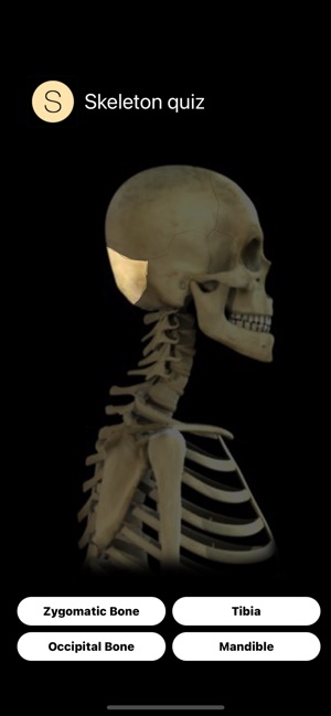 Human Skeletal System Quiz