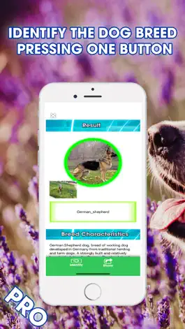 Game screenshot Dog Breed Identifier PRO hack