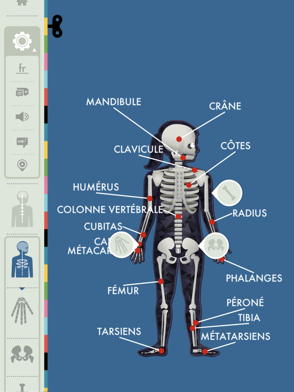 Screenshot #6 pour Le Corps Humain - Tinybop