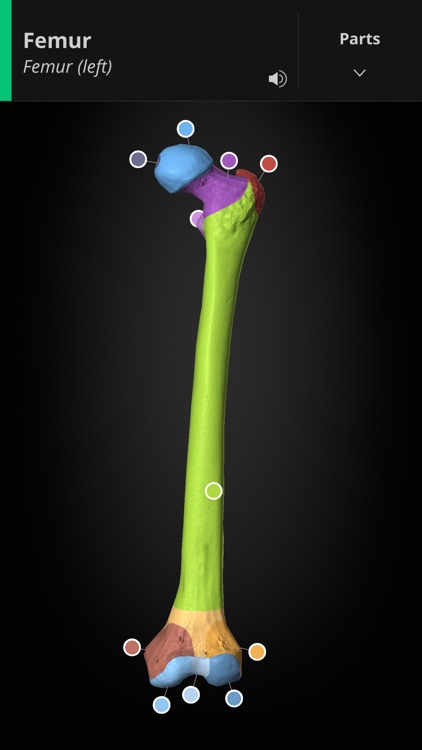 Anatomyka screenshot-8