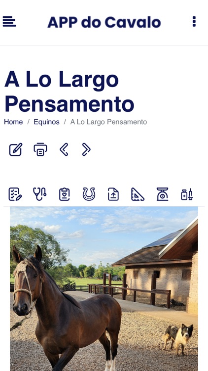 Em Busca do Cavalo Crioulo