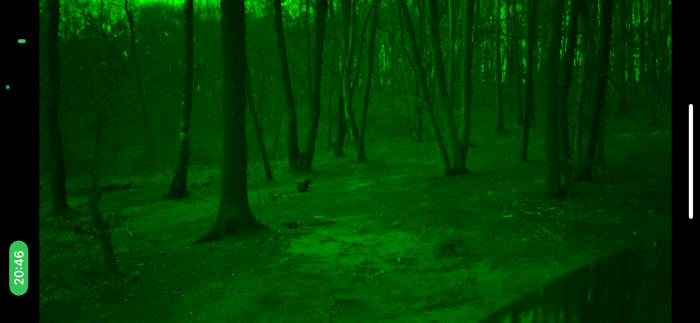 Green Night