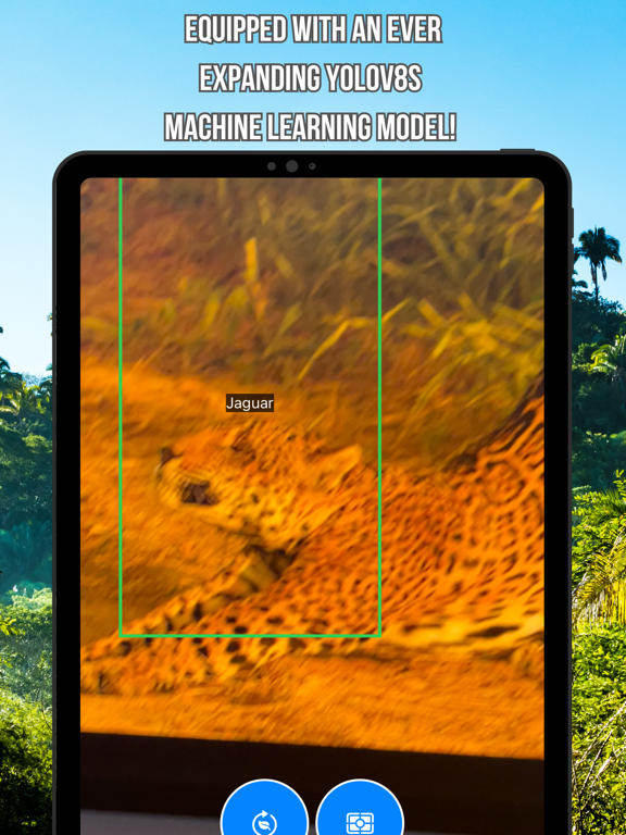 The Big Cat Classifier iPad screenshot 5 - Photo & Video app