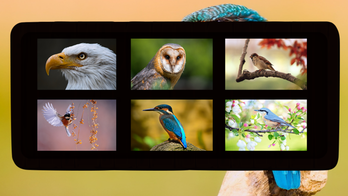 Bird Jigsaw Puzzles HD