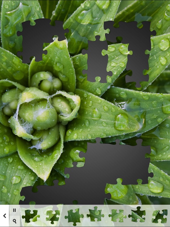 Jigsaw Puzzle of the Day HD