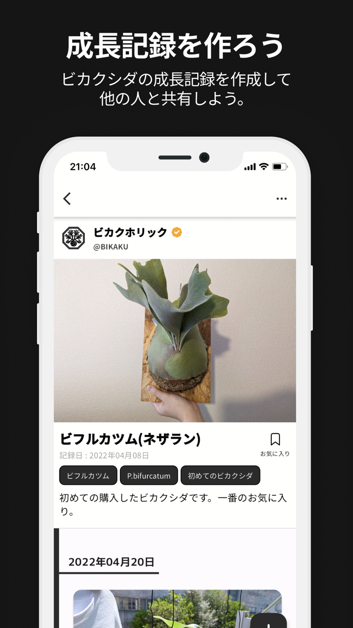 ビカクホリック