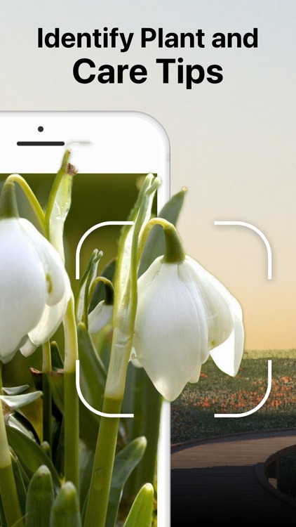 AI Plant Identifier Care Tips