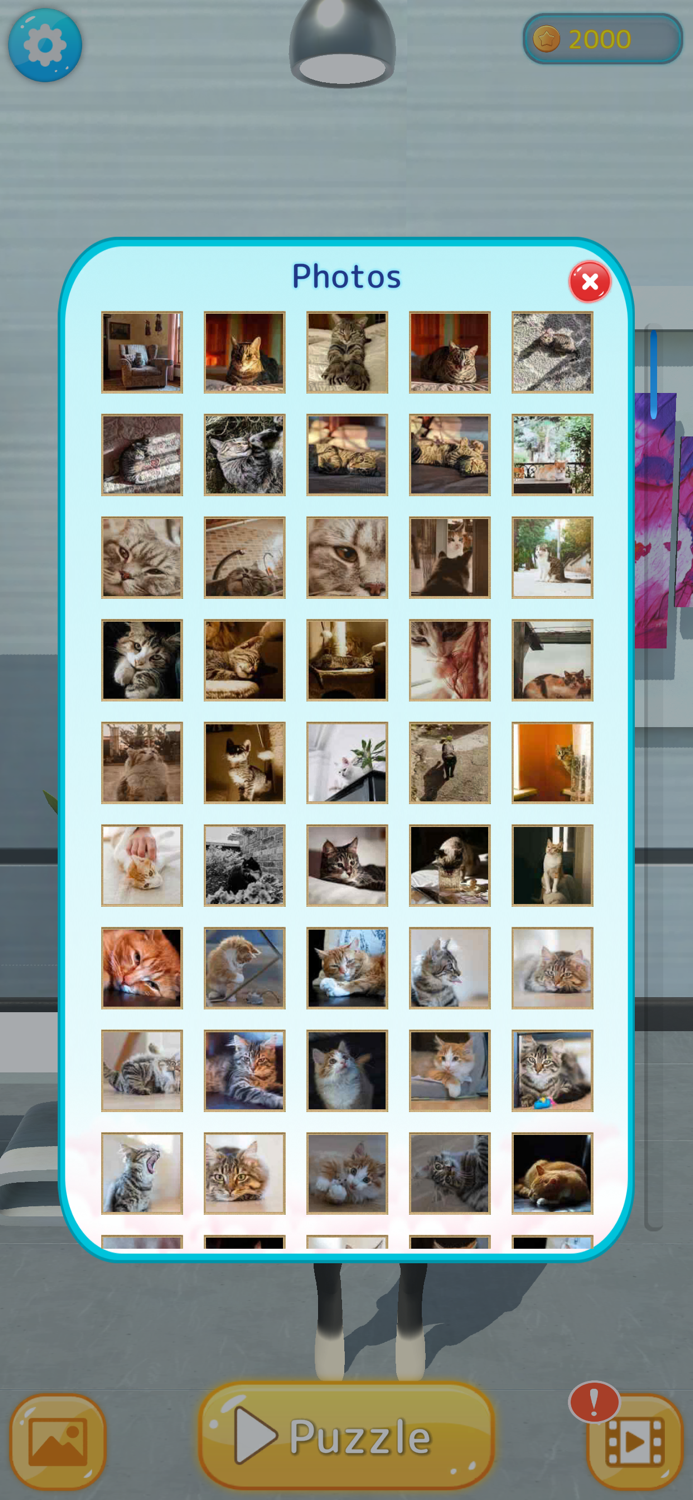 Cats Gallery
