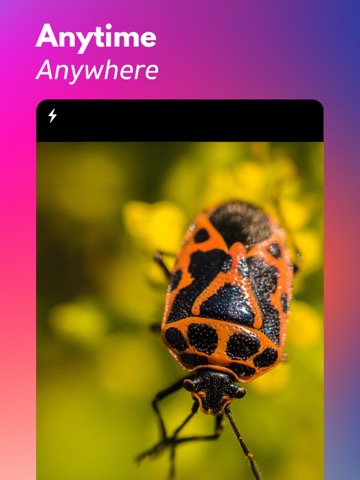 写真から昆虫やクモを識別する: Bug Identifierのおすすめ画像2