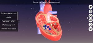 Sections of human heart screenshot #5 for iPhone