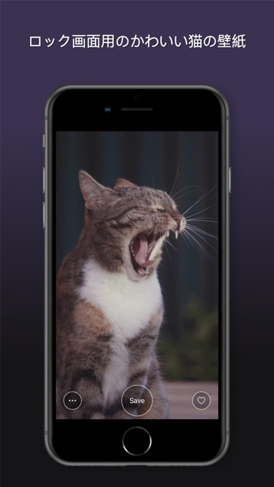 猫 Hd 高 画質 壁紙 Iphoneアプリ Applion