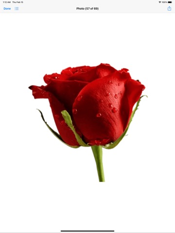 RoseDay Flower of Love Stickerのおすすめ画像2