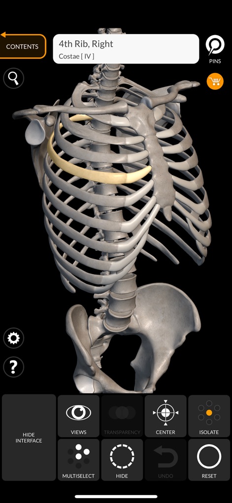 Skeleton 3D Anatomy - Observe the intricate structure of the thoracic cage, with individual ribs clearly rendered, complemented by comprehensive UI controls for navigation.