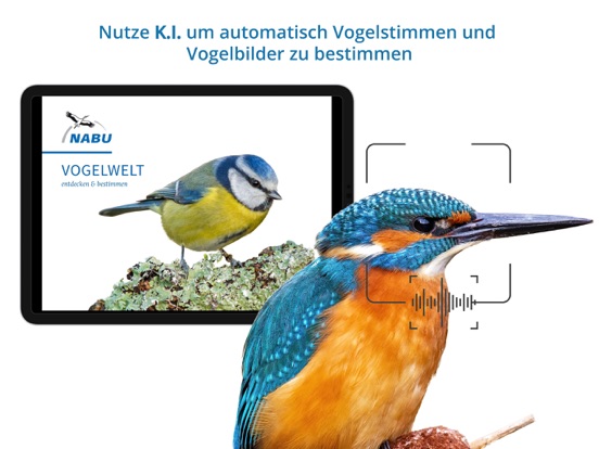 Screenshot #4 pour NABU Vogelwelt