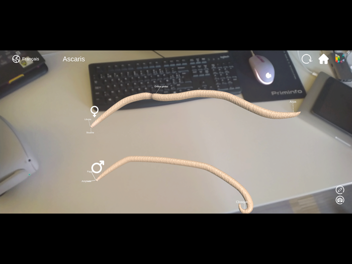 Morflab  Mussel  Ascaris