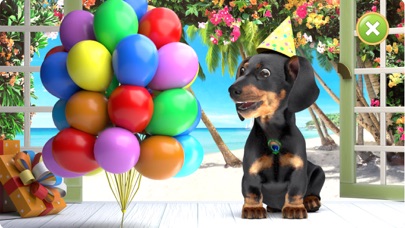 Puppy Tony トニー - ダックスフントの子犬のおすすめ画像2
