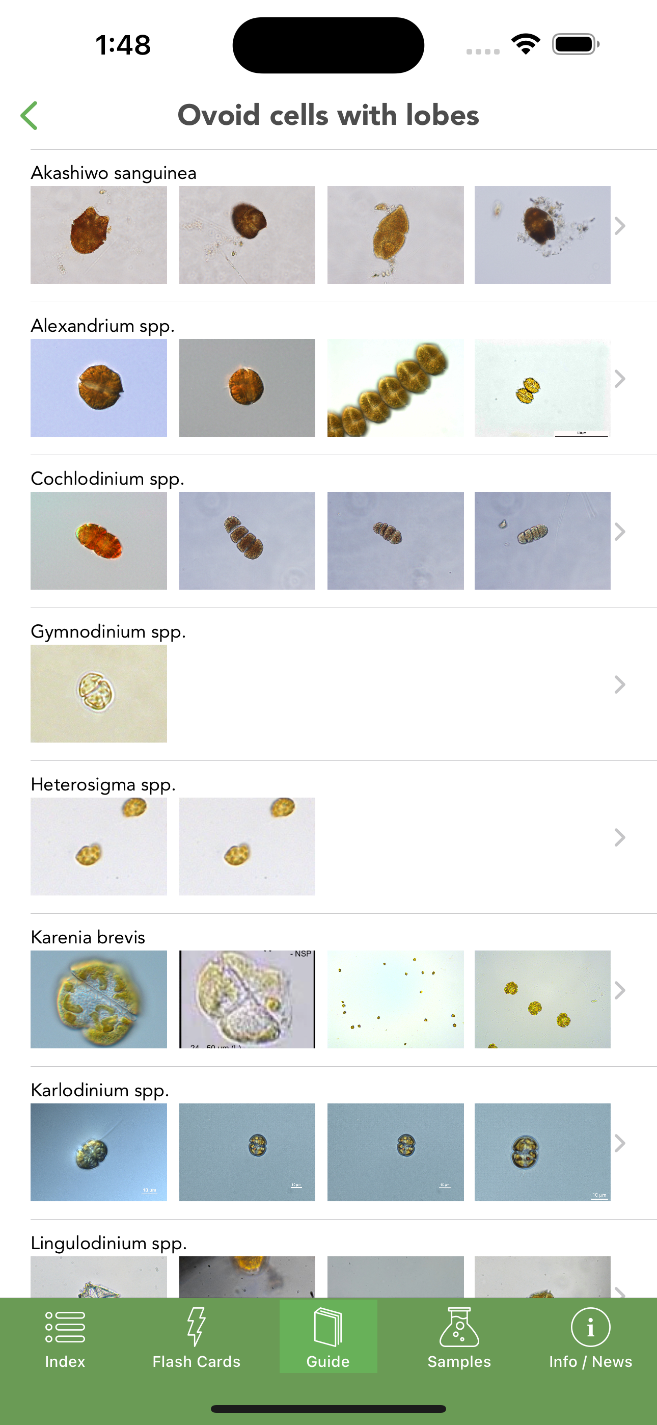 Phyto
