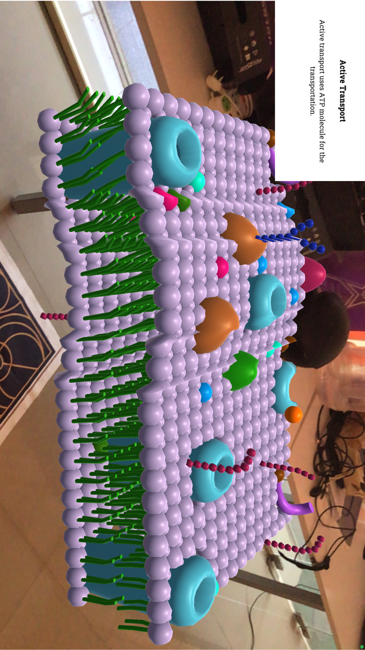 Plant Cell Walkthrough