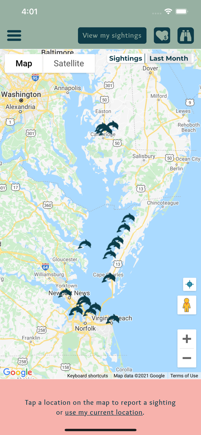Chesapeake Dolphin Watch