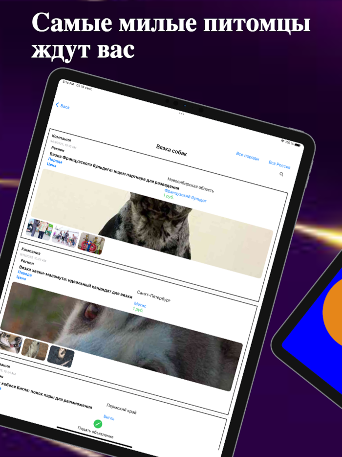 TicDog выбор домашних животных