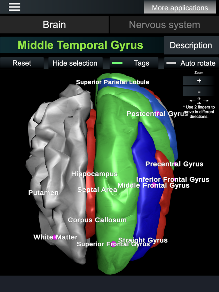 Brain and nerves Anatomy