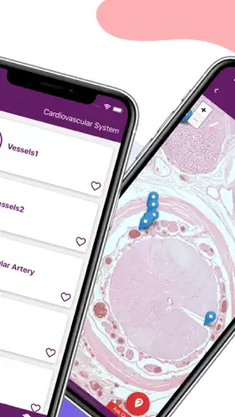 Game screenshot Ehistolab - Histology Slides apk