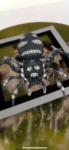 Spiders Augmented Reality screenshot #2 for iPhone