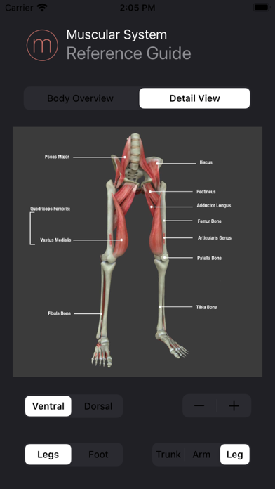 Human Muscular System Guideのおすすめ画像4