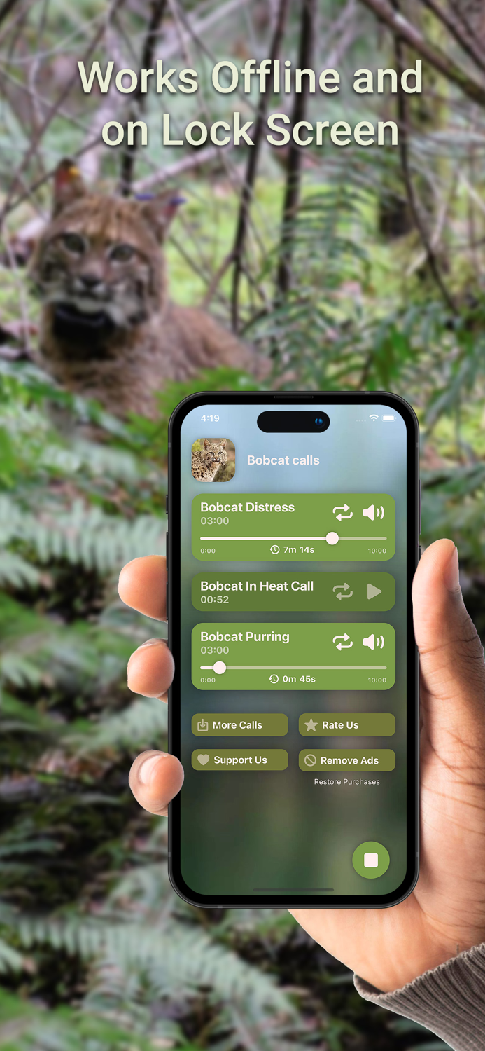 Hunting Calls Bobcat