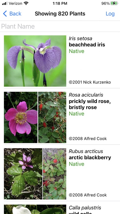 Alaska Wildflowers Interior