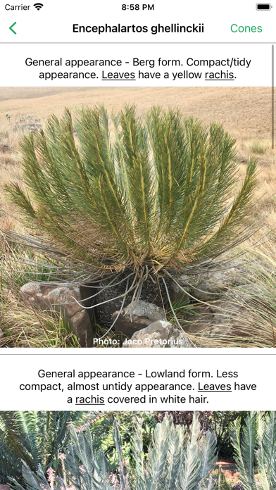 SA Cycads Screenshot