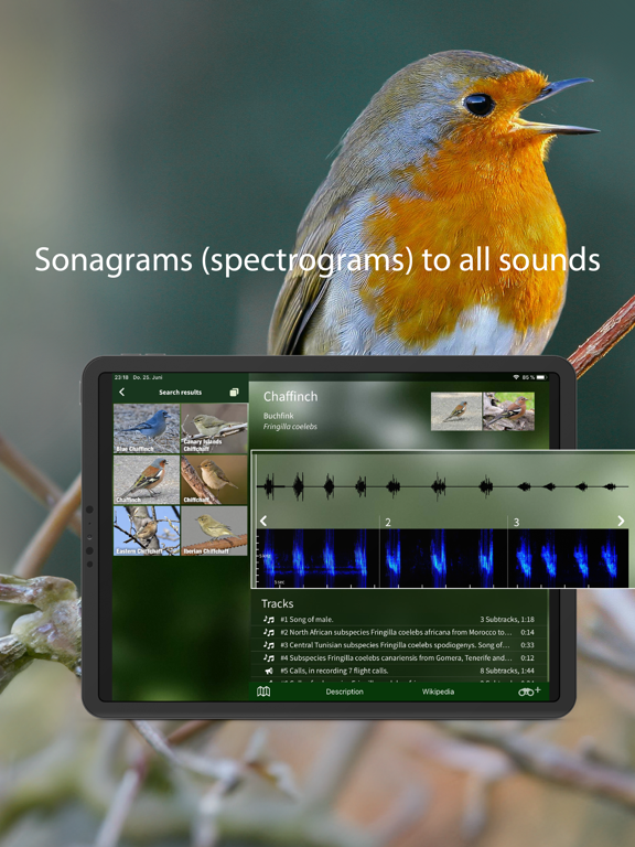 Screenshot #6 pour BIRD SONGS Europe North Africa