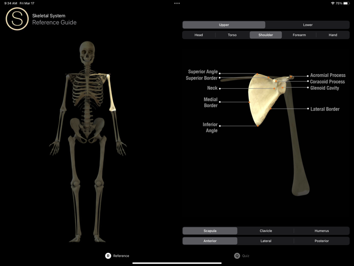 Skeleton Study Guide