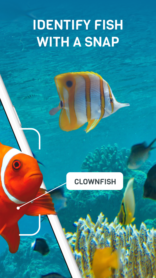 #2. Fish Identifier - Fish Scanner (iOS) 由: Dinh Dong Nguyen