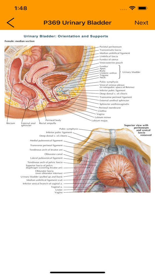#5. Anatomy Flashcard (iOS) 由: gatorcadedotcom