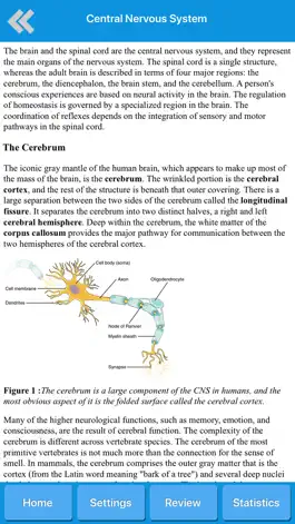Game screenshot Human Nervous System Anatomy hack