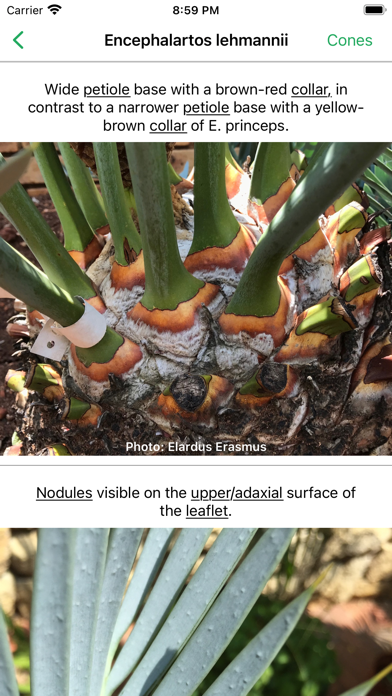SA Cycads Screenshot