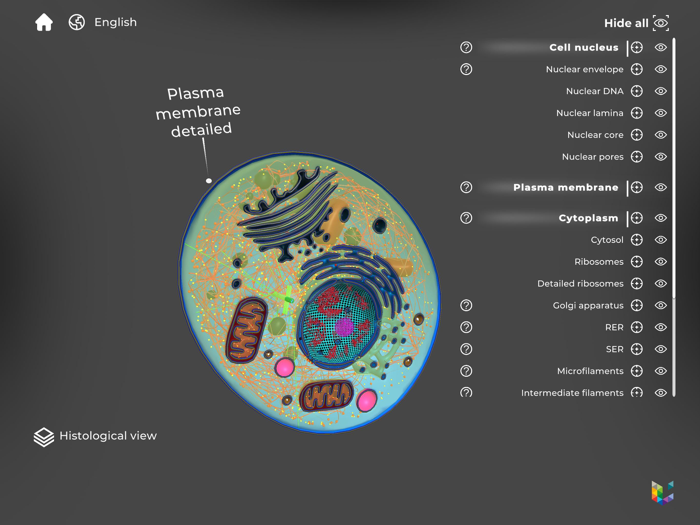 Morflab  Cell and Earthworm