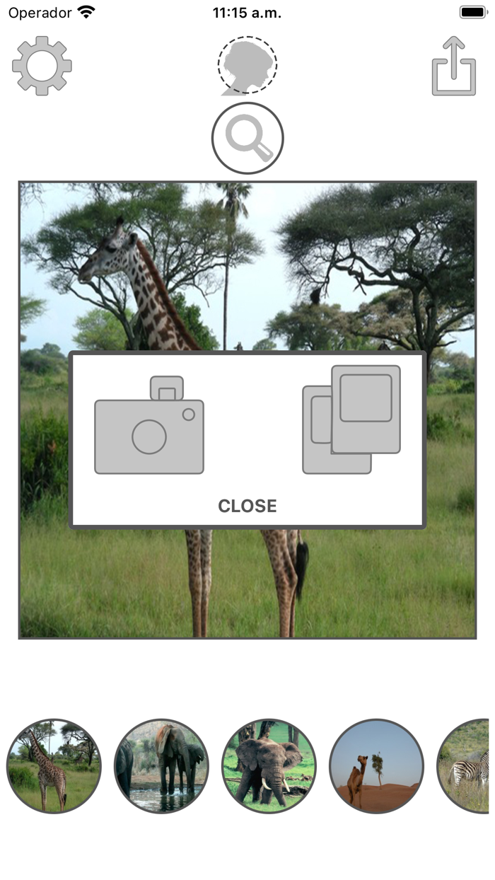 Animals montage with photos