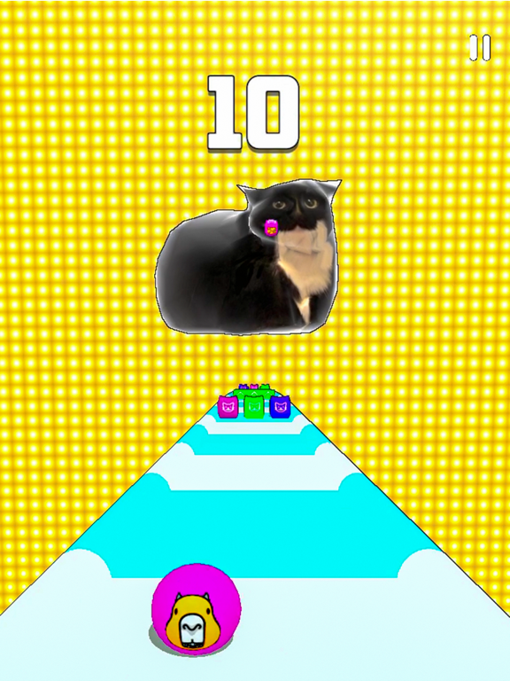 MAXWELL CAPYBARA SHIBA INU